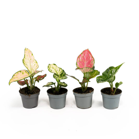 Aglaonema 5.5cm Mix - Foliage The Horti House