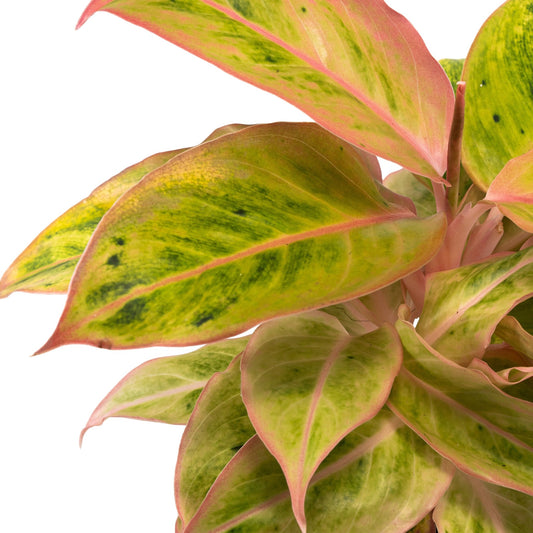 Aglaonema 12cm in Ribbed Glass - Green Plant The Horti House