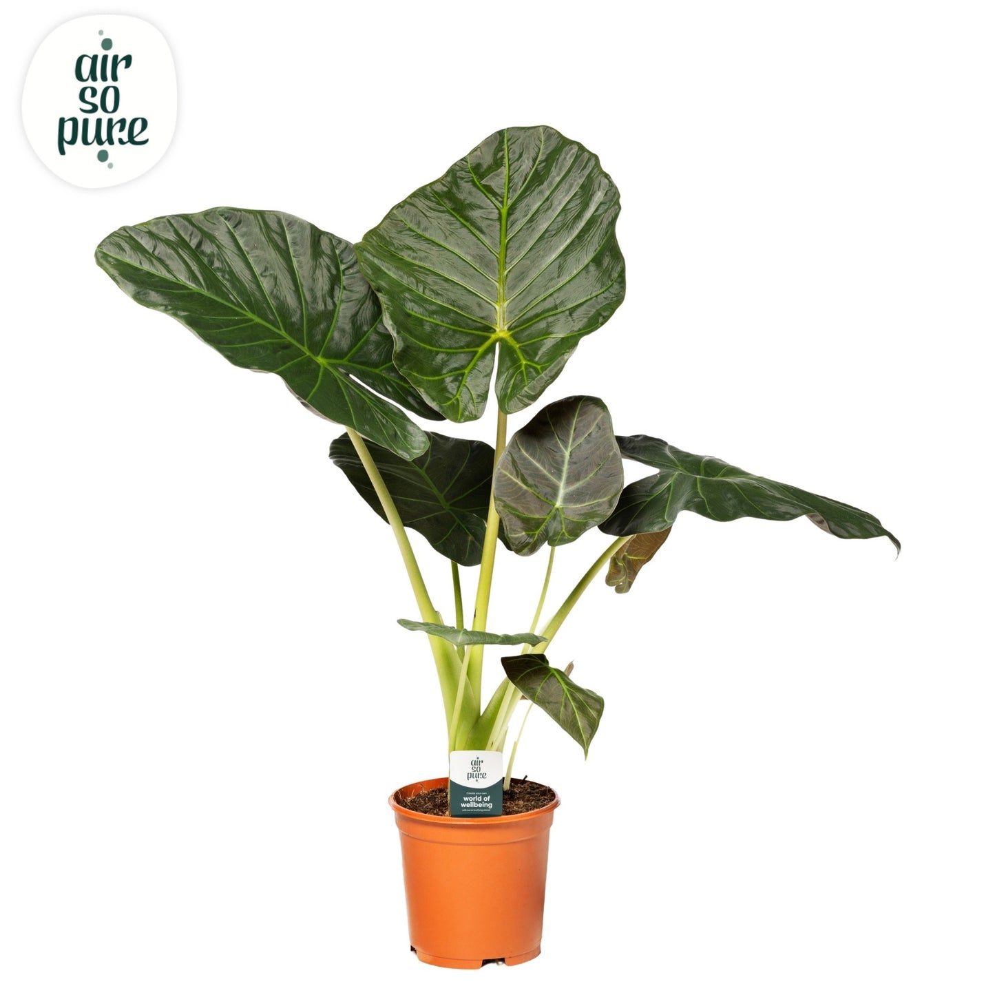 Alocasia 21cm Regal Shield