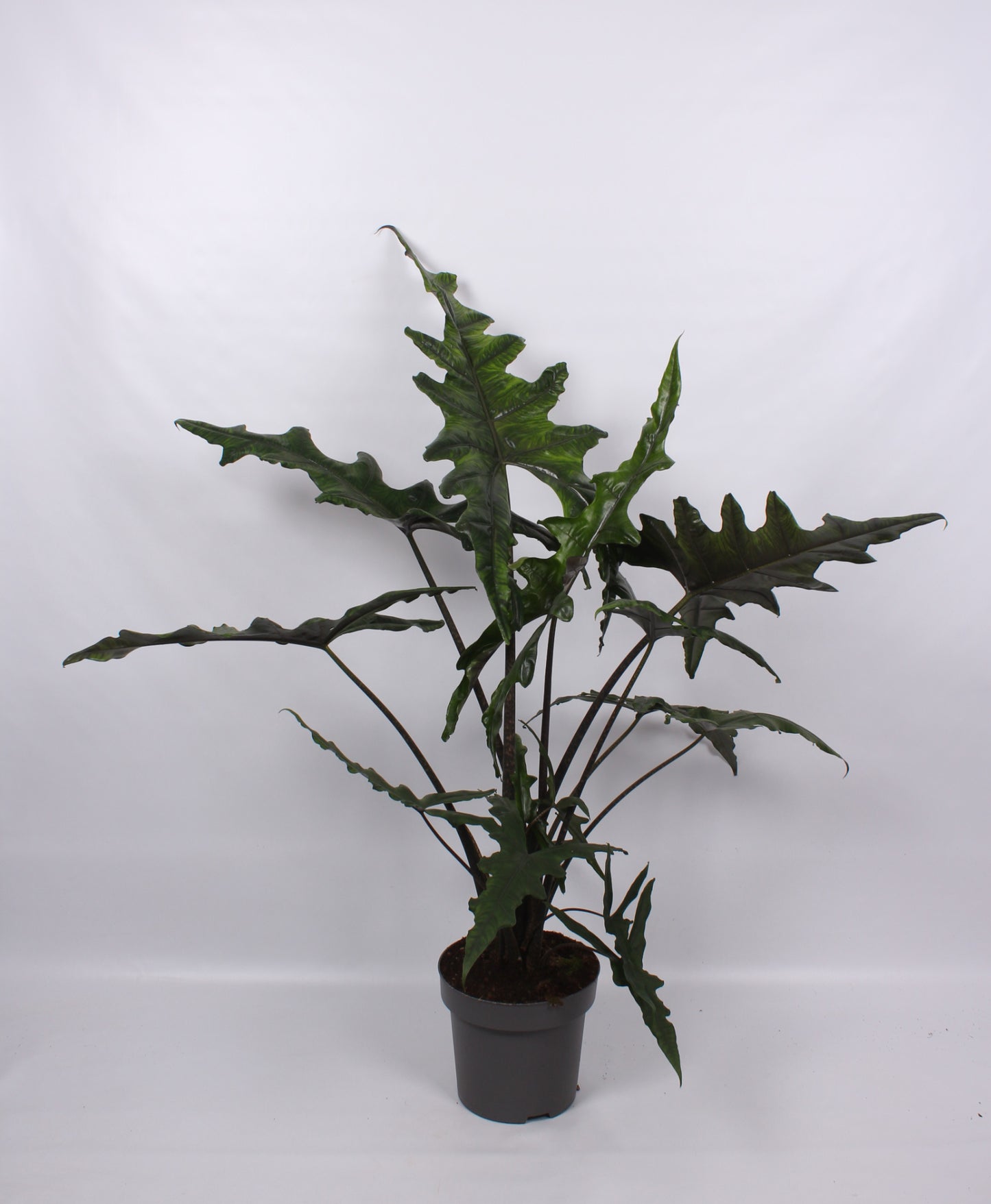 Alocasia 32cm Sabrina Narrow - Foliage The Horti House