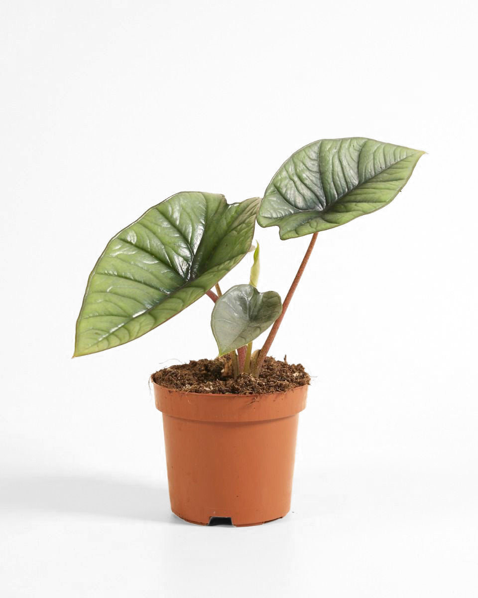 Alocasia 14cm Platinum