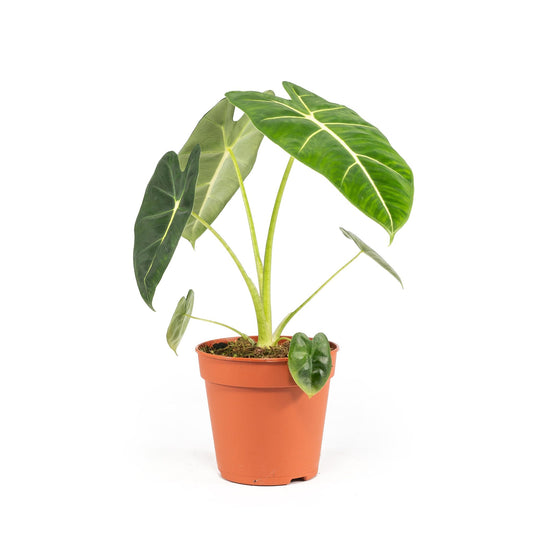 Alocasia 12cm Frydek - Green Plant The Horti House