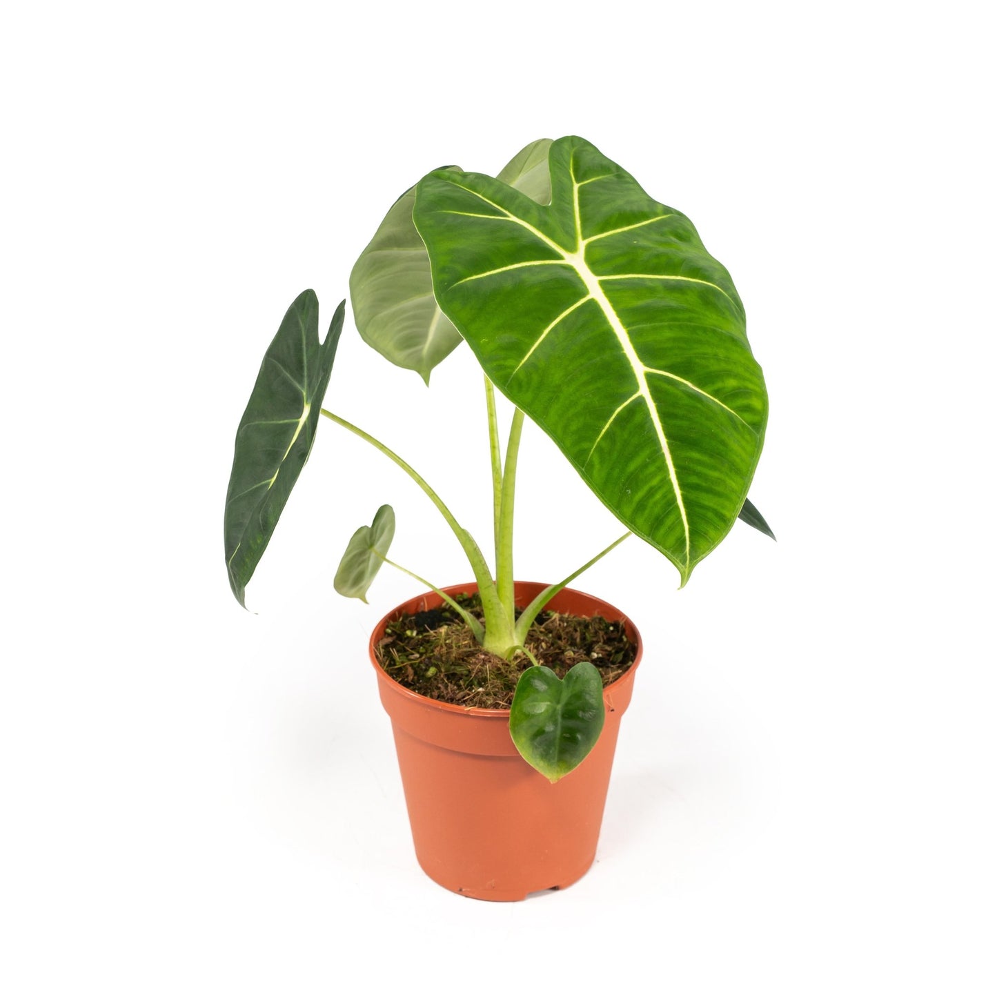 Alocasia 12cm Frydek - Green Plant The Horti House