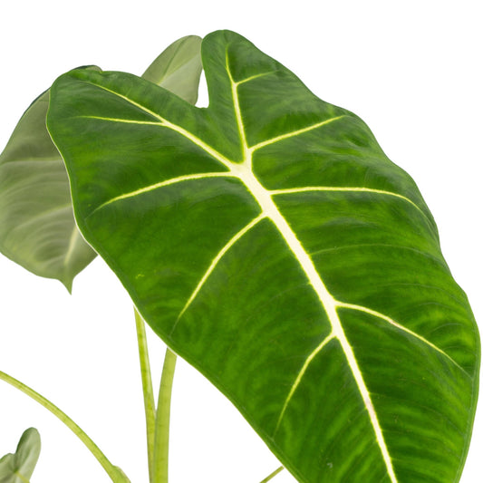 Alocasia 12cm Frydek - Green Plant The Horti House