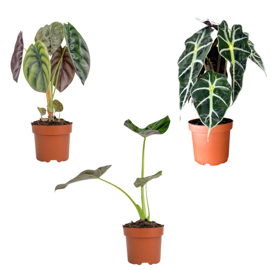 Alocasia 12cm Mix - Green Plant The Horti House