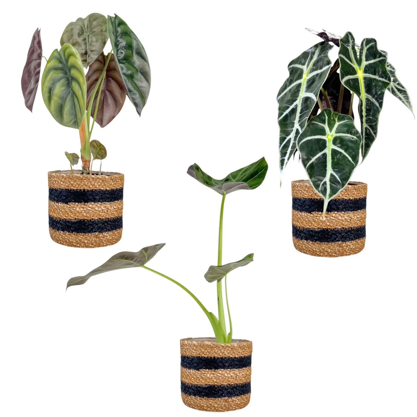 Alocasia 12cm Mix in Basket - Green Plant The Horti House