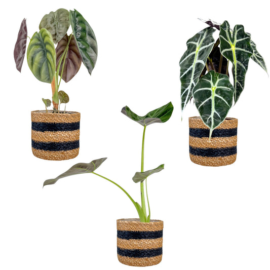 Alocasia 12cm Mix in Basket - Green Plant The Horti House