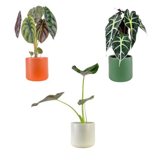 Alocasia 12cm Mix in Cambridge Ceramic - Green Plant The Horti House