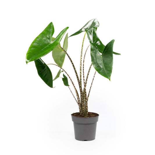 Alocasia 17cm Zebrina - Green Plant The Horti House