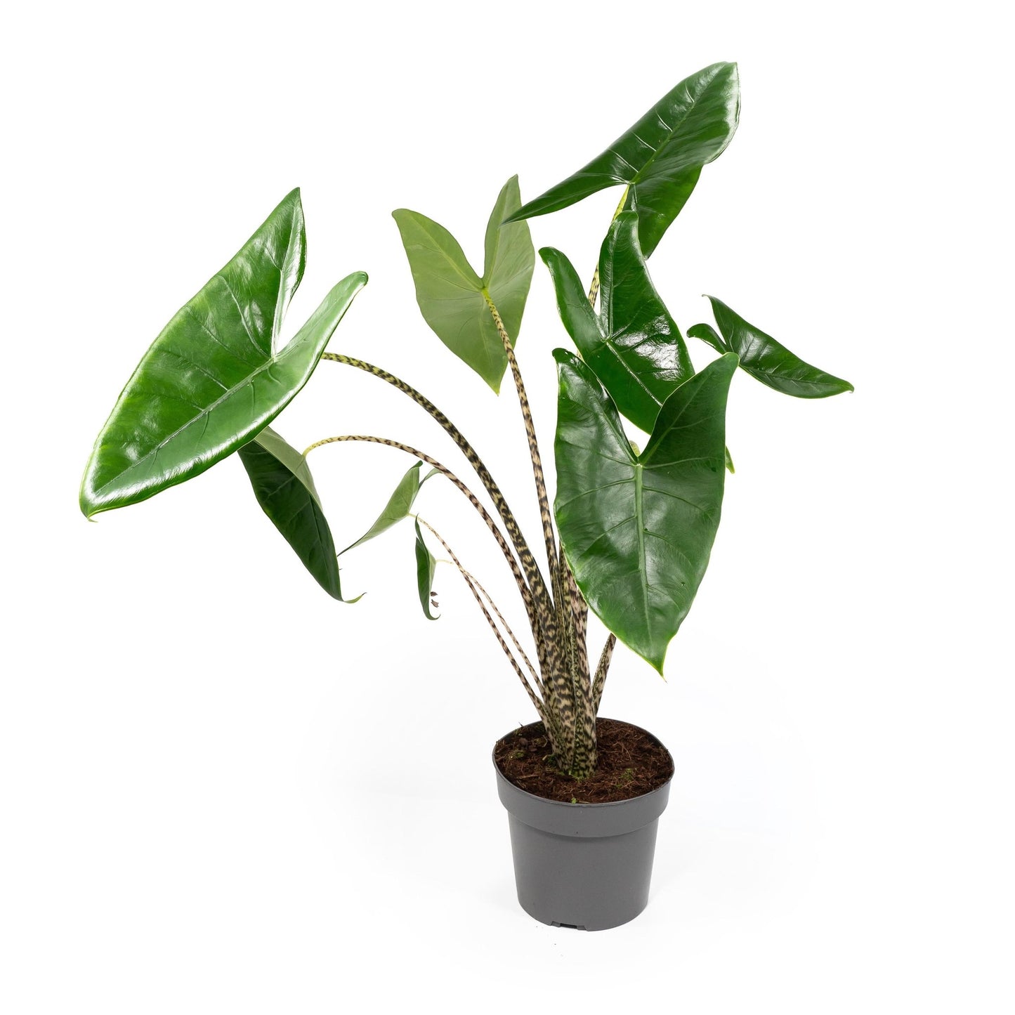 Alocasia 17cm Zebrina - Green Plant The Horti House