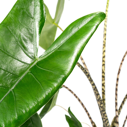 Alocasia 17cm Zebrina - Green Plant The Horti House