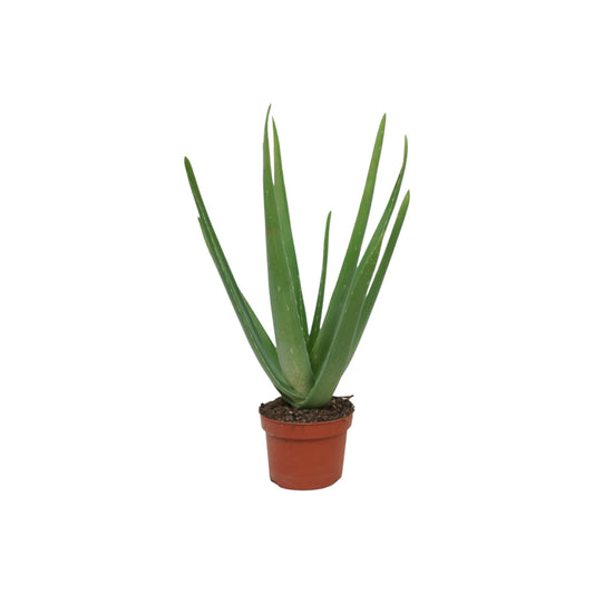 Aloe Vera 10.5cm