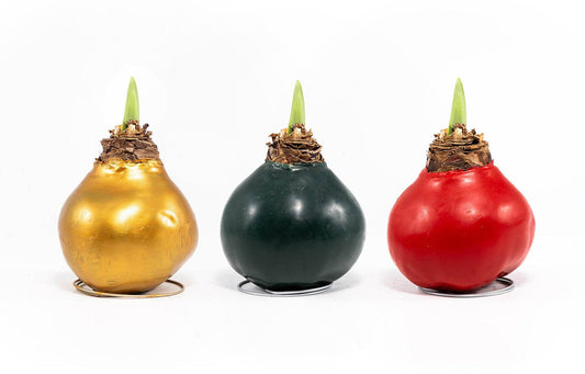 Premium Waxed Amarylis - Flowering The Horti House