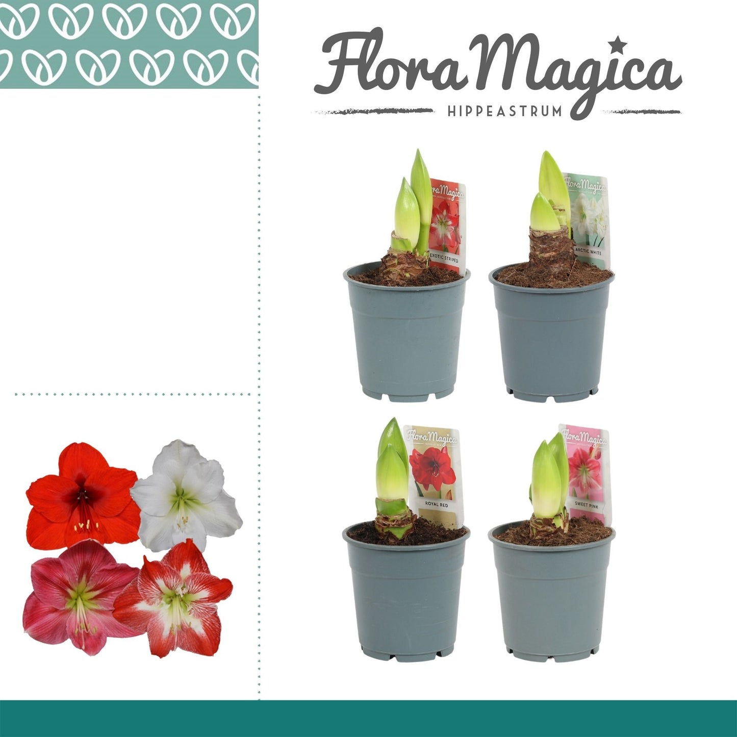 Amaryllis 12cm