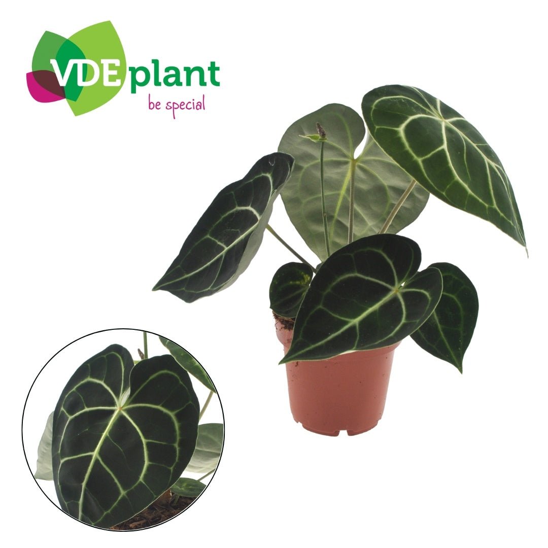 Anthurium 12cm Crystallinum - Green Plant The Horti House