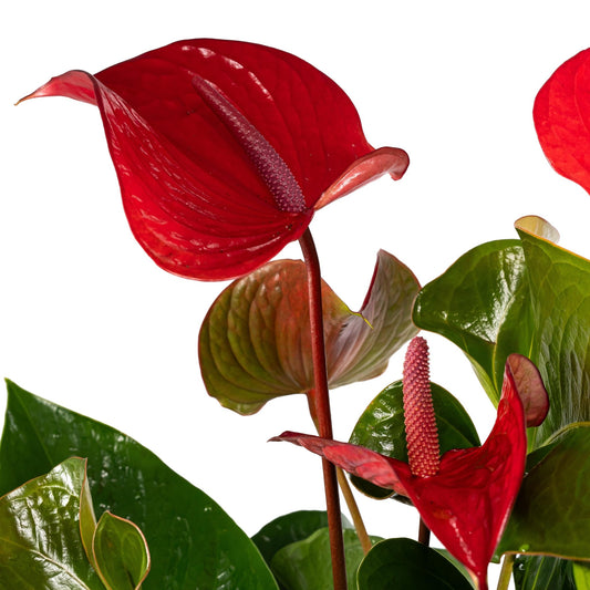 Anthurium 17cm Red - Green Plant The Horti House
