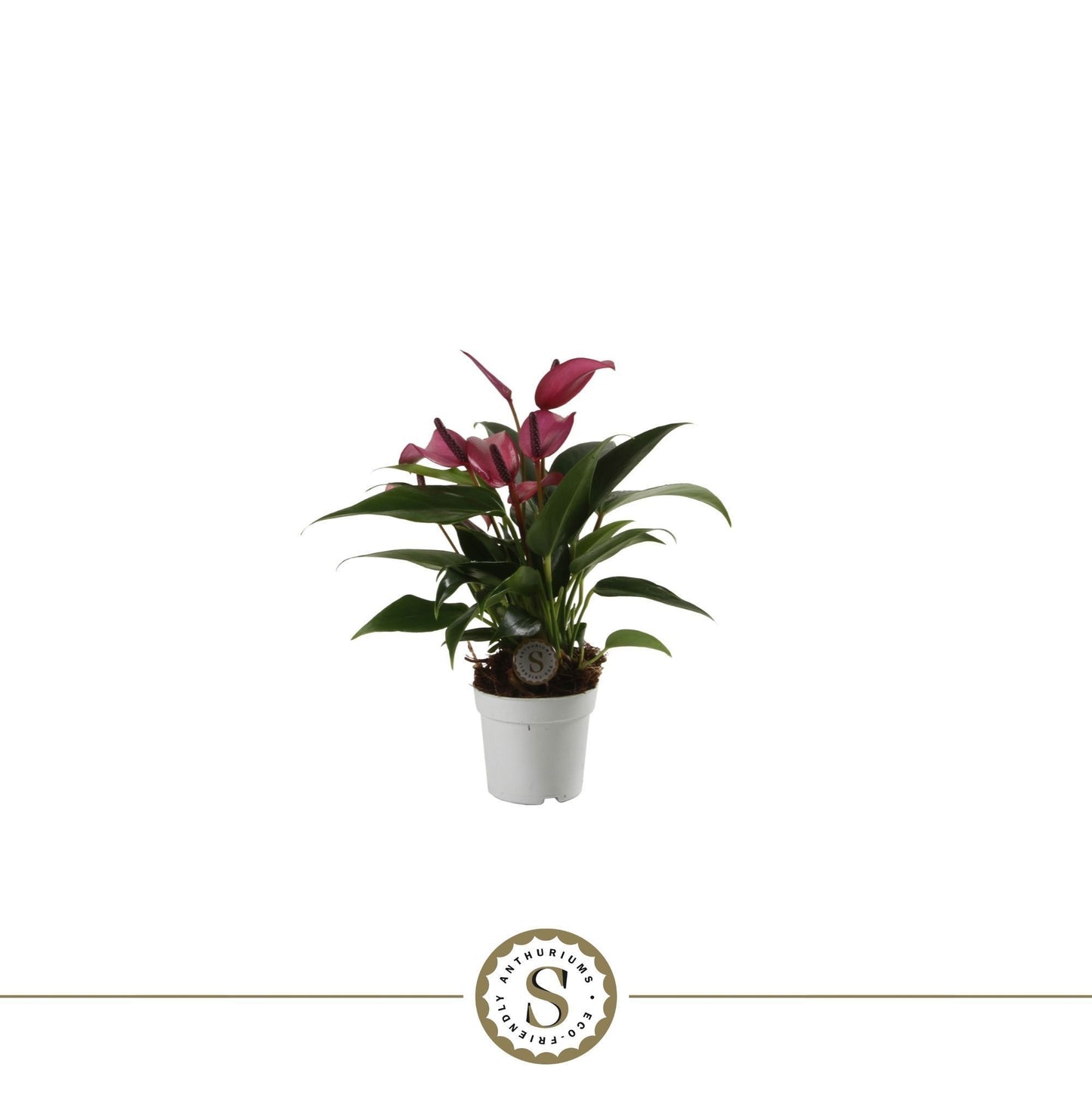 Anthurium 7cm Zizou - Green Plant The Horti House