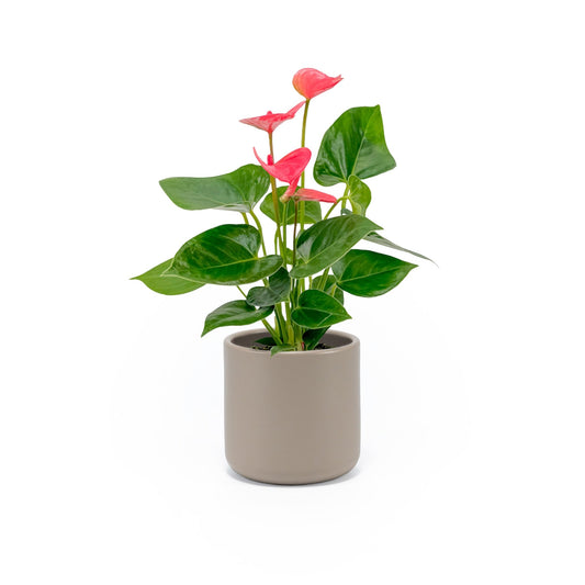 Anthurium 9cm Champion Mixed Colours in Cambridge Ceramic - Flowering The Horti House