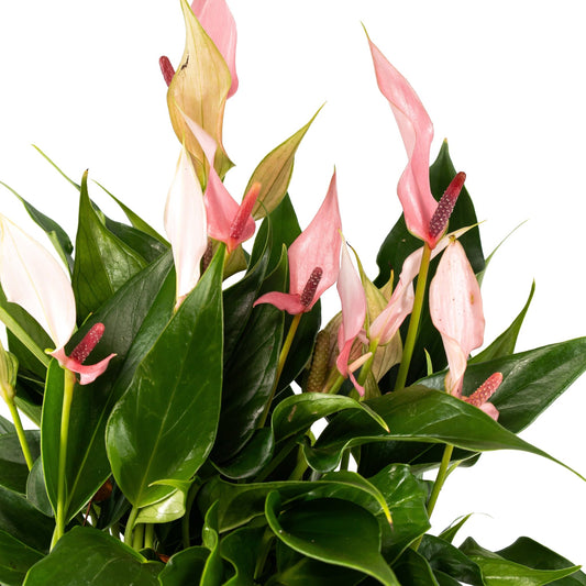 Anthurium 12cm Lilli in Ribbed Glass - Flowering The Horti House