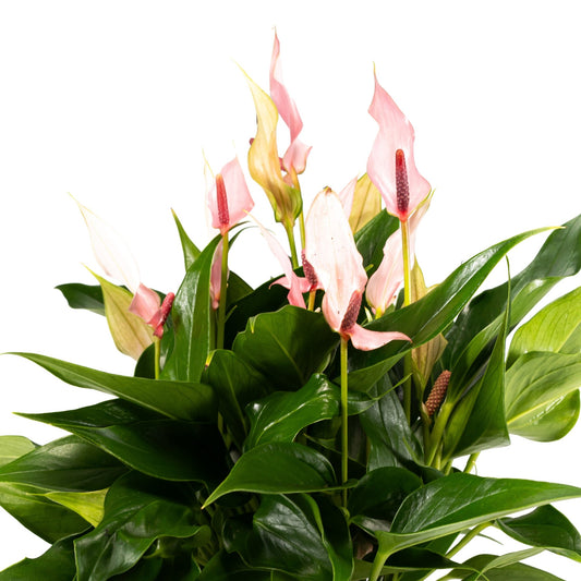 Anthurium 12cm Lilli in Artisan No.1 Ceramic - Flowering The Horti House