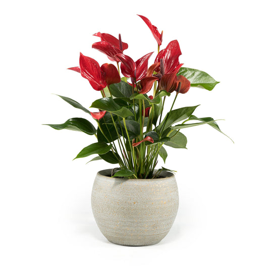 Anthurium 12cm in Artisan Ceramic - Flowering The Horti House