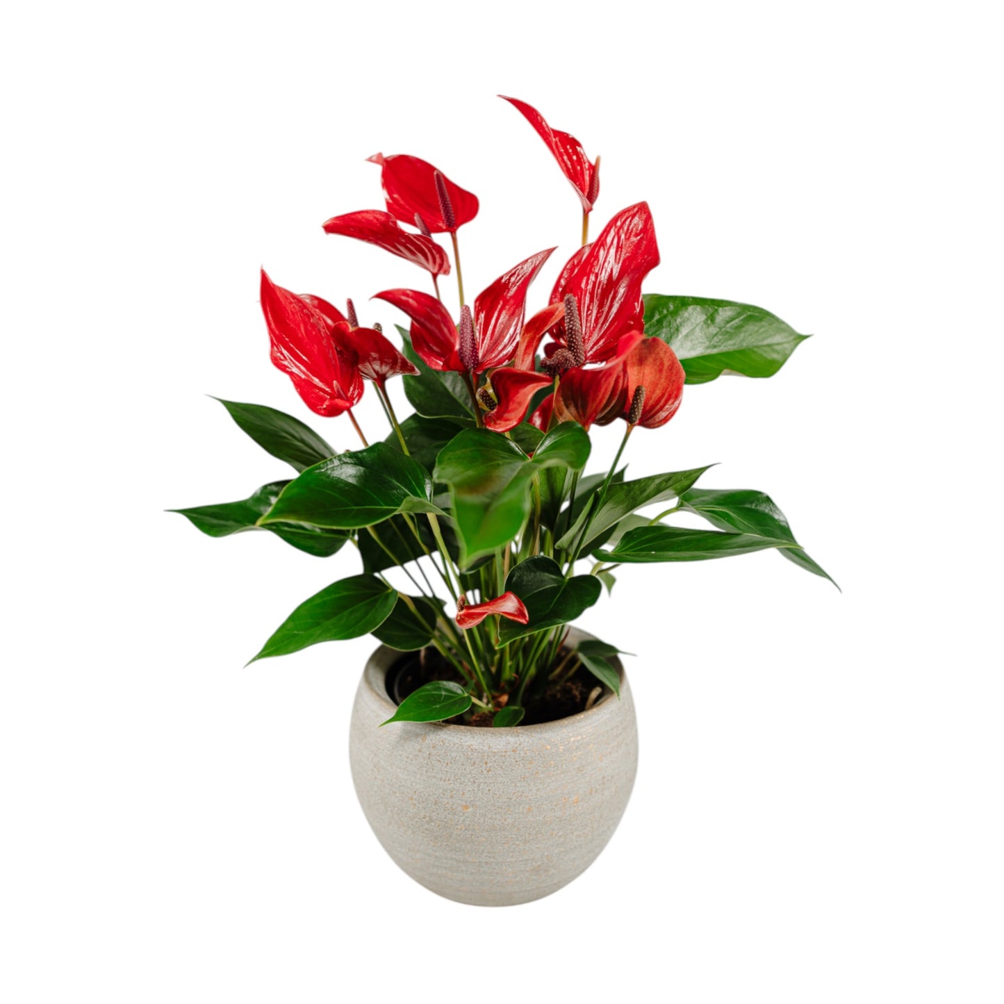 Anthurium 12cm in Artisan Ceramic - Flowering The Horti House