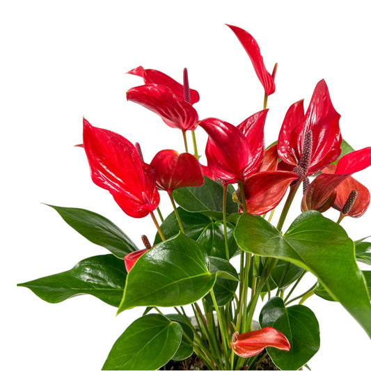 Anthurium 12cm in Artisan Ceramic - Flowering The Horti House