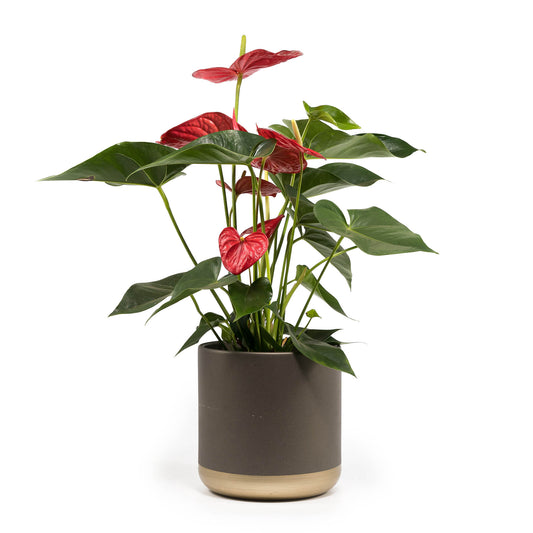 Anthurium 17cm Red & White in Christmas Ceramic - Flowering The Horti House