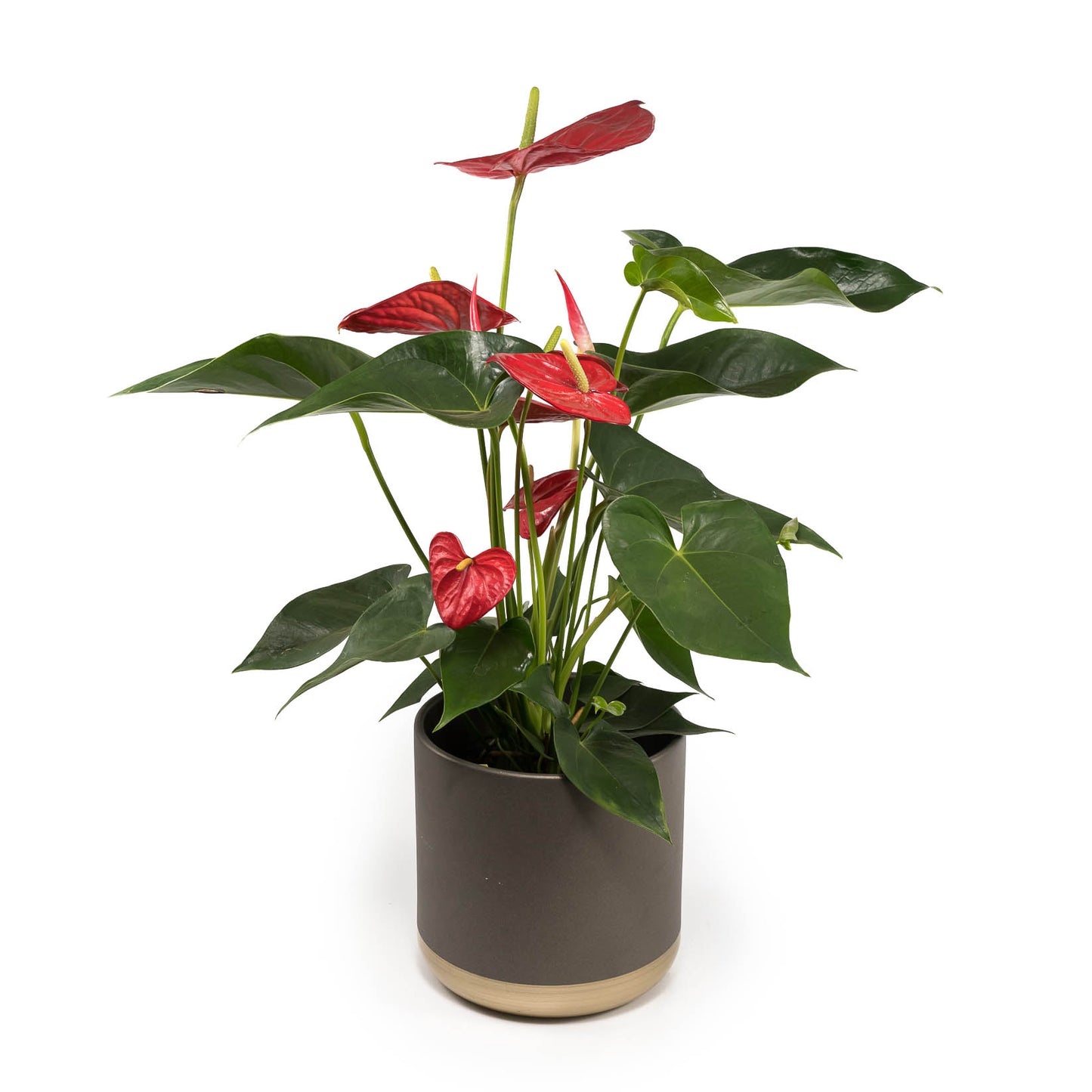 Anthurium 17cm Red & White in Christmas Ceramic - Flowering The Horti House