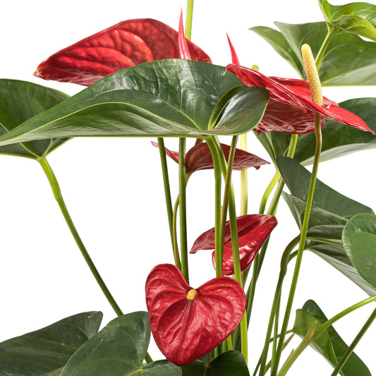 Anthurium 17cm Red & White in Christmas Ceramic - Flowering The Horti House