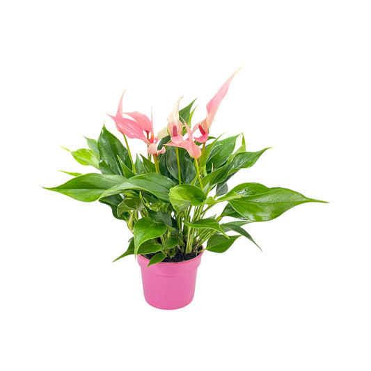 Anthurium 9cm 'Lilli' - Flowering The Horti House