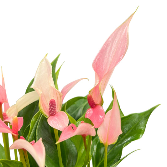Anthurium 9cm 'Lilli' - Flowering The Horti House