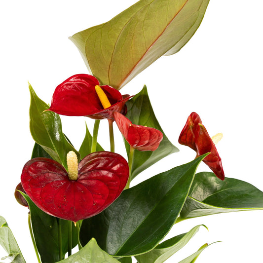 Anthurium 9cm Mix in Hampshire Ceramic - Flowering The Horti House