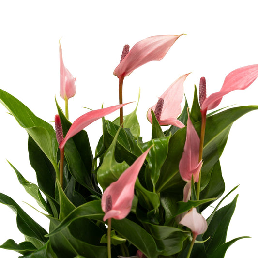Anthurium 9cm Lilli in Hampshire Ceramic - Flowering The Horti House