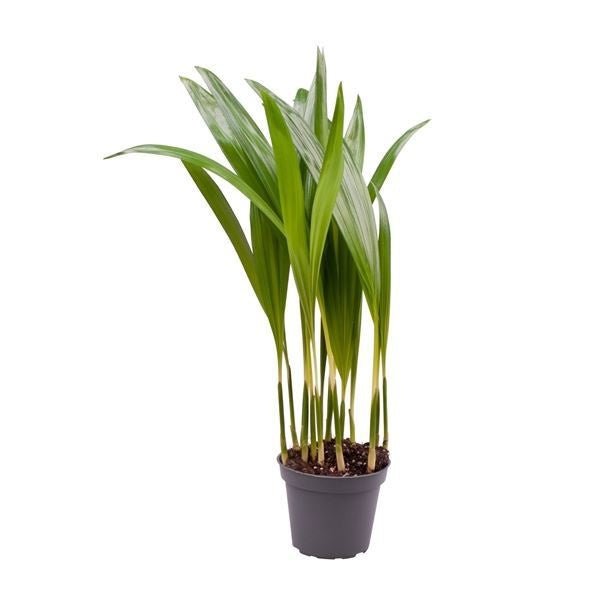 Areca 7cm Dypsis Lutescens - Green Plant The Horti House