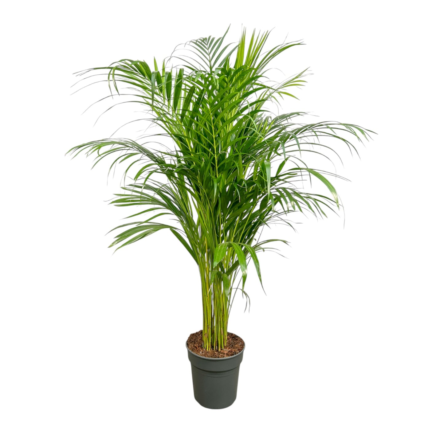 Areca Palm 21cm Dypsis Lutescens - Green Plant The Horti House