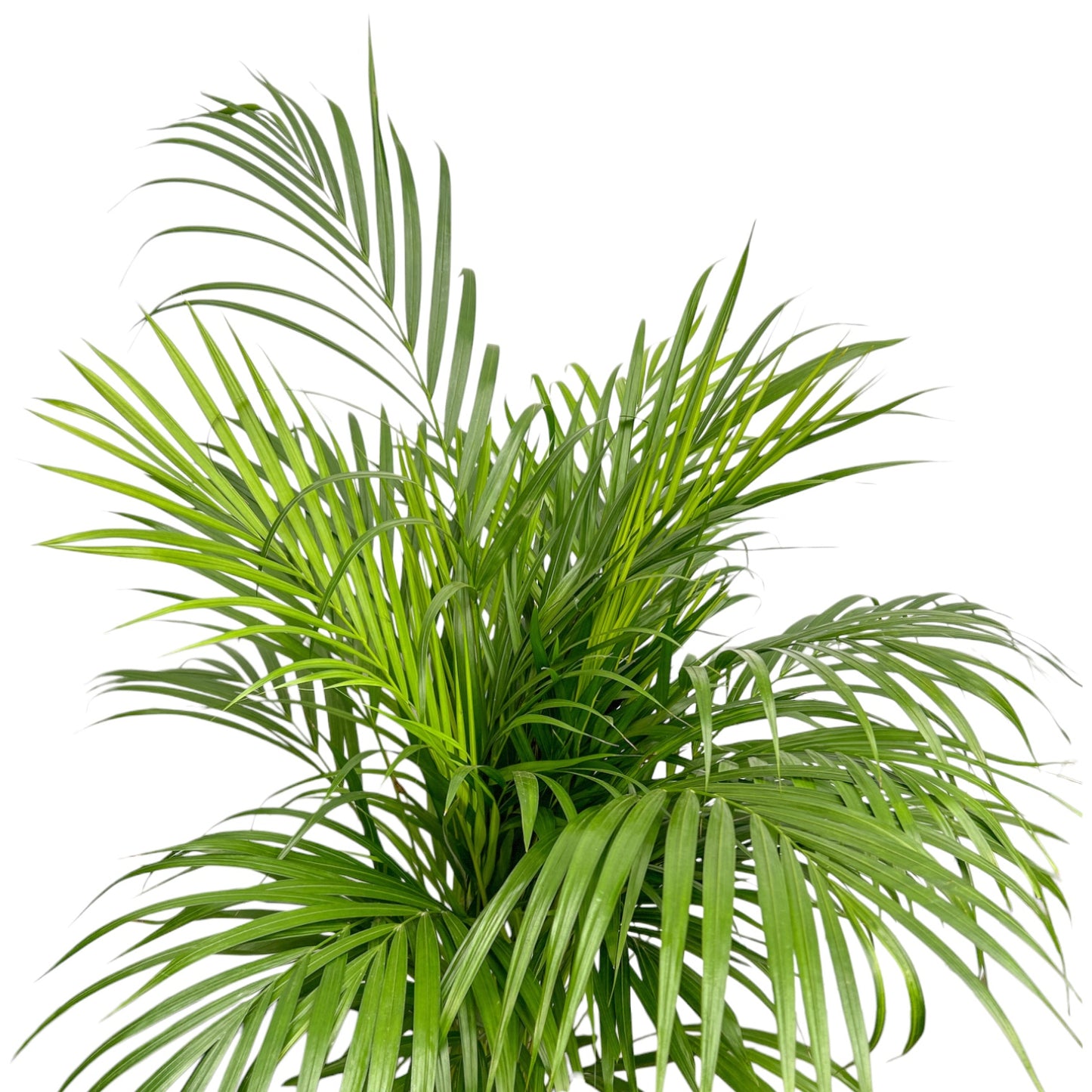 Areca Palm 21cm Dypsis Lutescens - Green Plant The Horti House