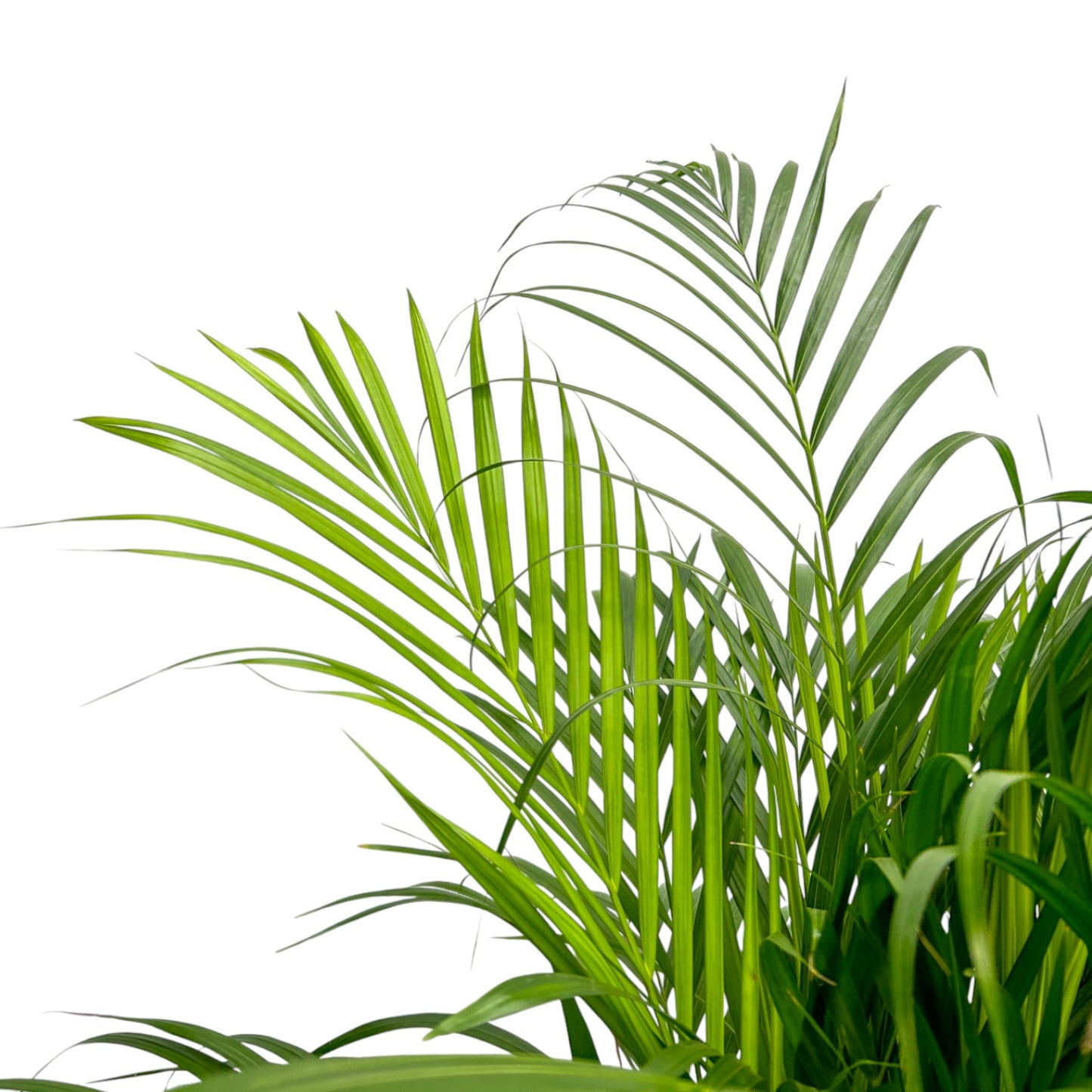 Areca Palm 21cm Dypsis Lutescens - Green Plant The Horti House