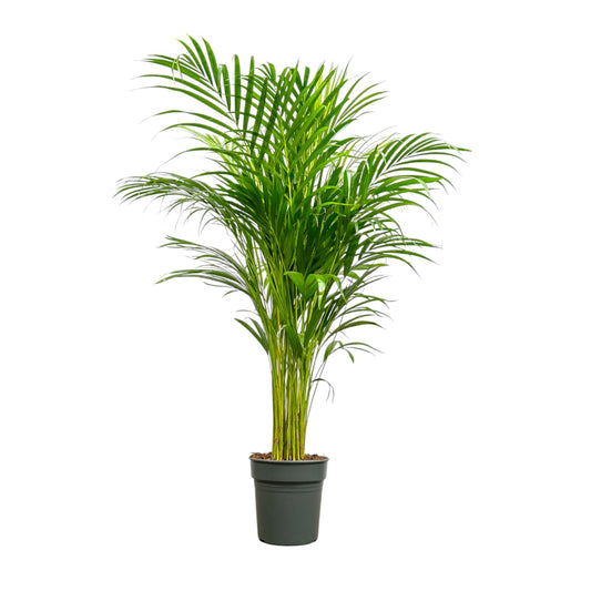 Areca Palm 21cm Dypsis Lutescens - Green Plant The Horti House