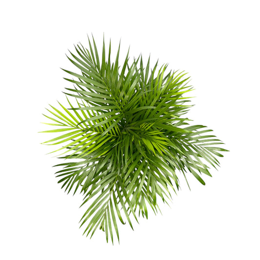Areca Palm 21cm Dypsis Lutescens - Green Plant The Horti House