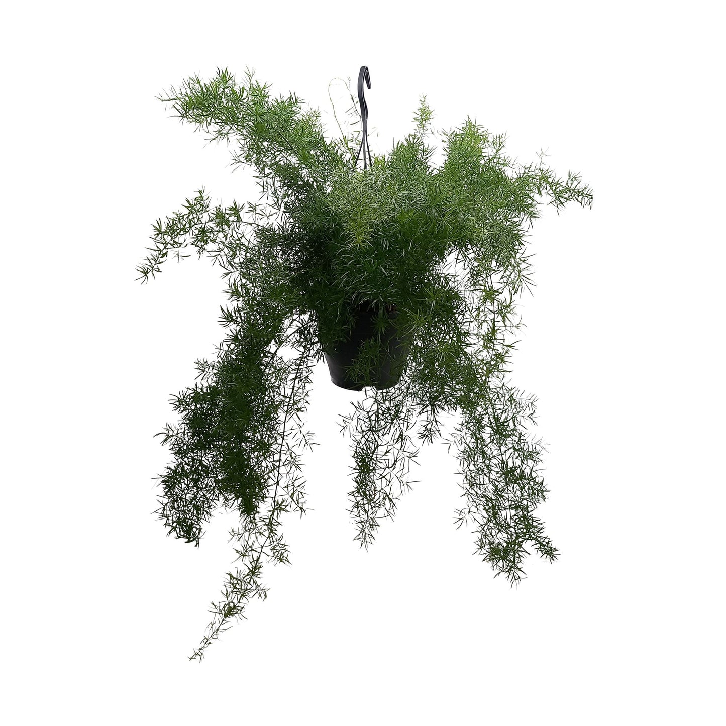 Asparagus 19cm Sprengeri - Green Plant The Horti House