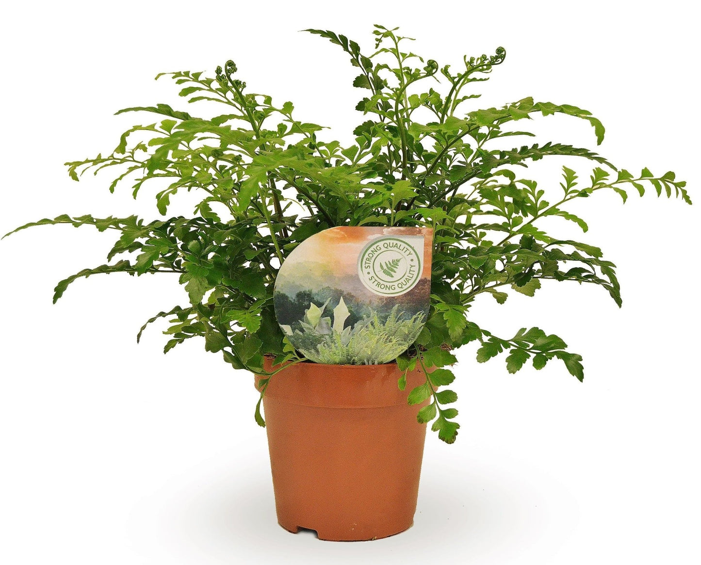 Asplenium 12cm Parvati - Green Plant The Horti House