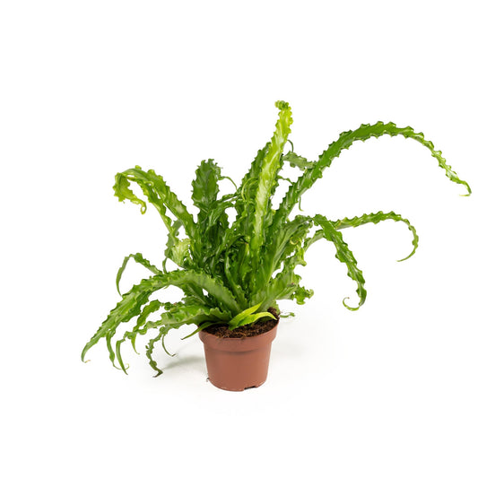 Asplenium 12cm Osaka - Green Plant The Horti House