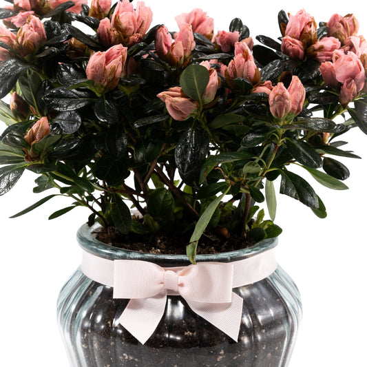 Azalea 13cm in Ribbed Glass - Flowering The Horti House