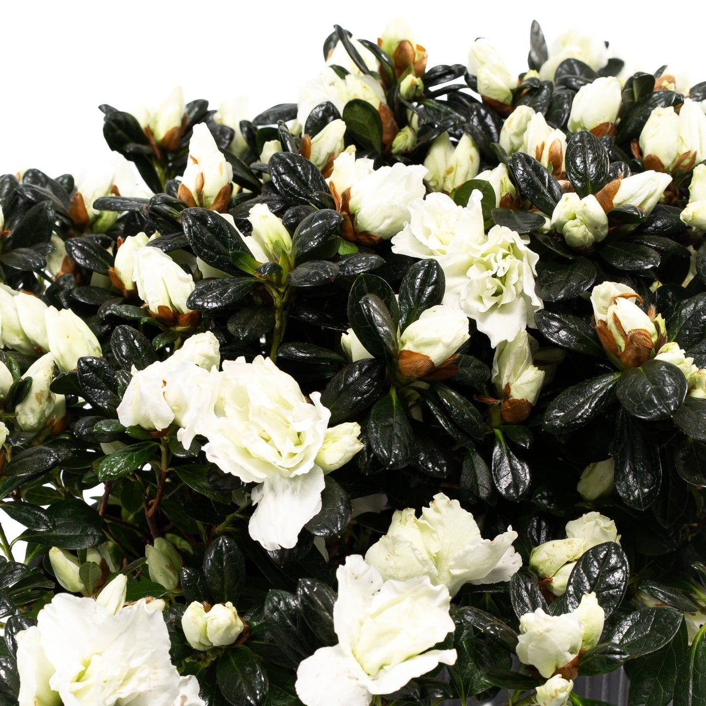 Azalea Duo in Artisan No.4 Planter - Flowering The Horti House