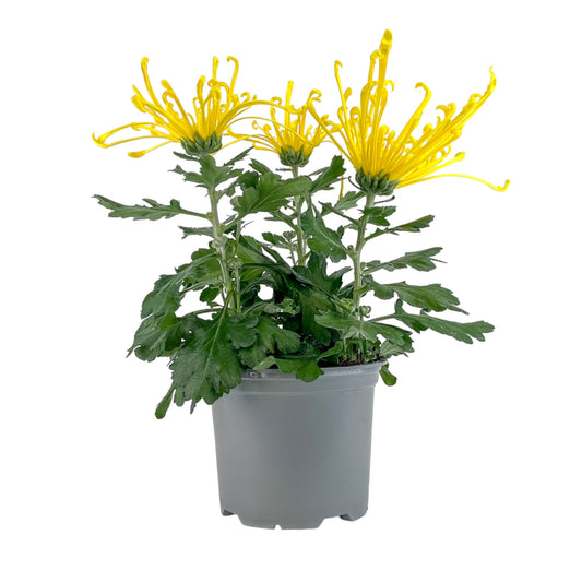 Chrysanthemum 14cm Fireworks Yellow