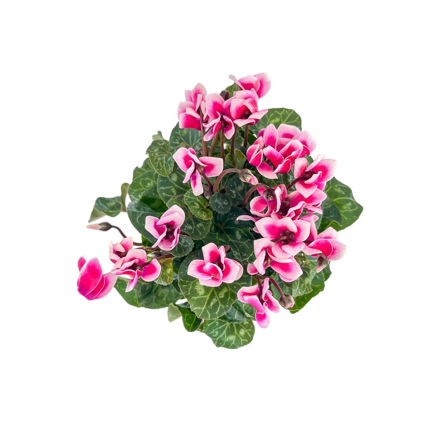 Cyclamen 10.5cm Seasonal Mix