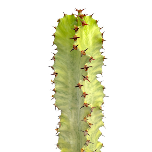 Euphorbia Marmorata 17cm