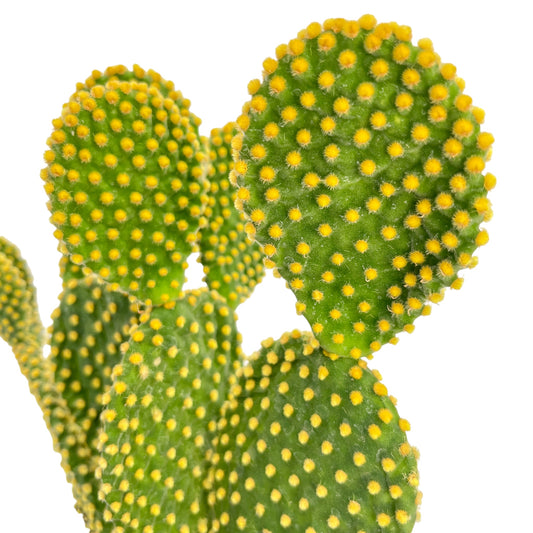 Cacti 17cm Opuntia in Terracotta