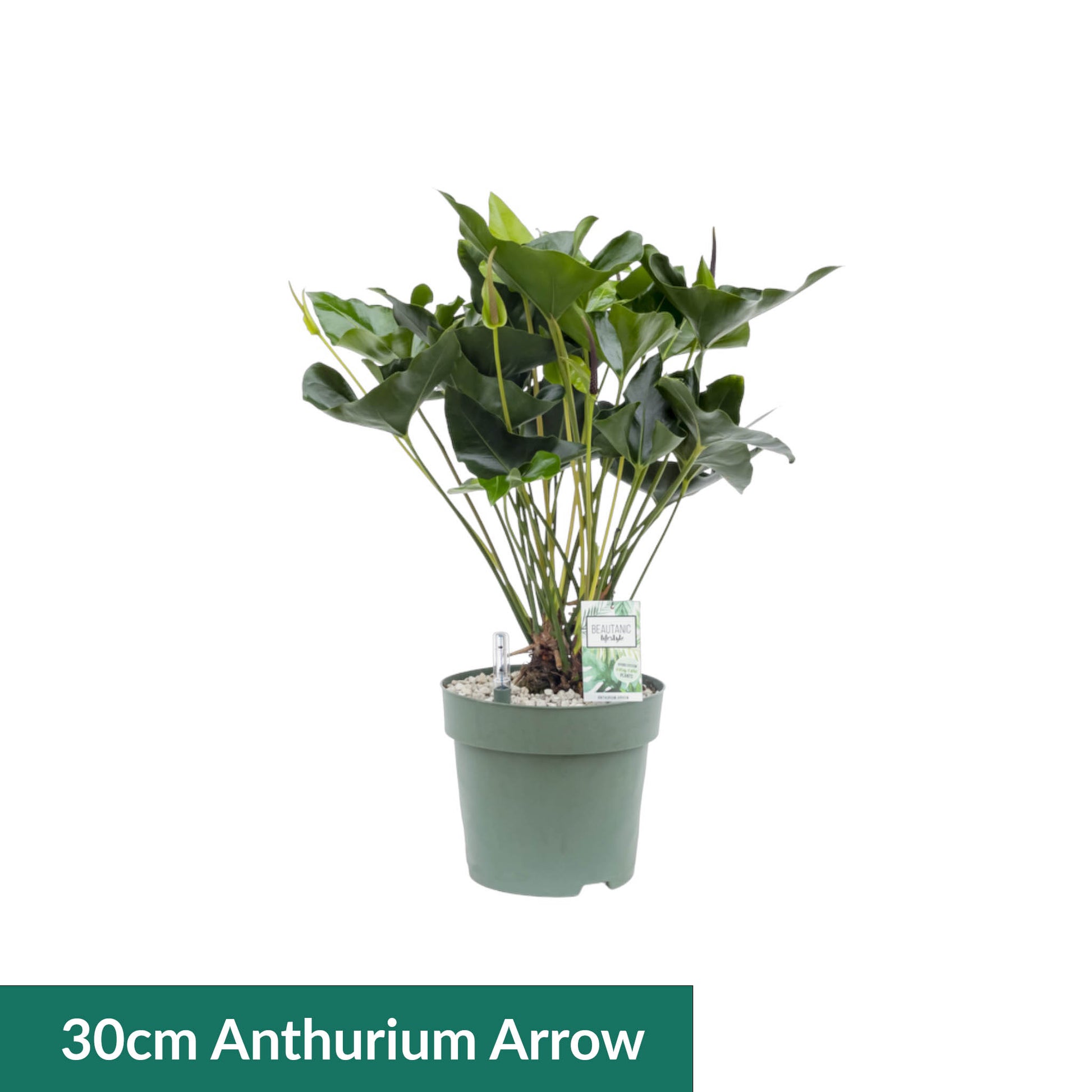 XL Hydro Plants Trolley Deal - XL Hydro Plants The Horti House